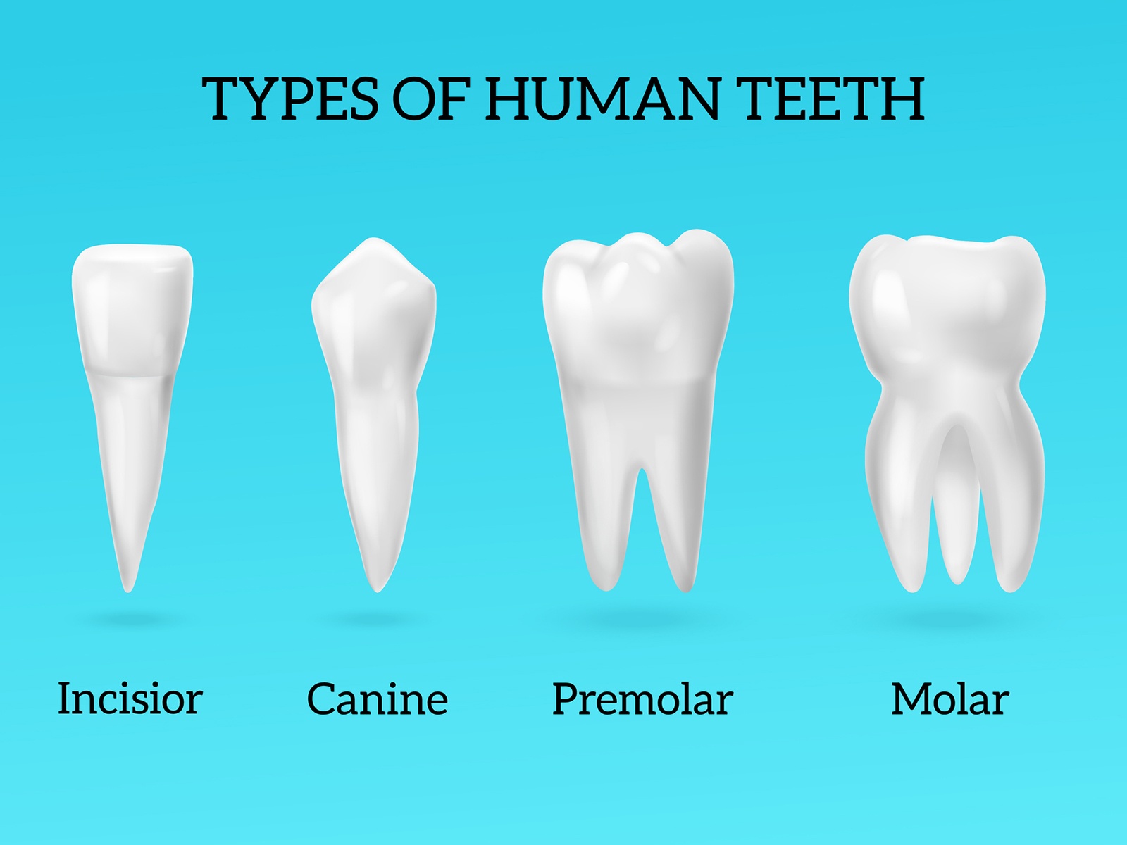 Teeth Names: Shape and Function of Four Types of Teeth