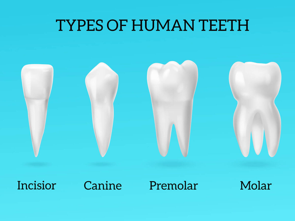 Different Types of Teeth