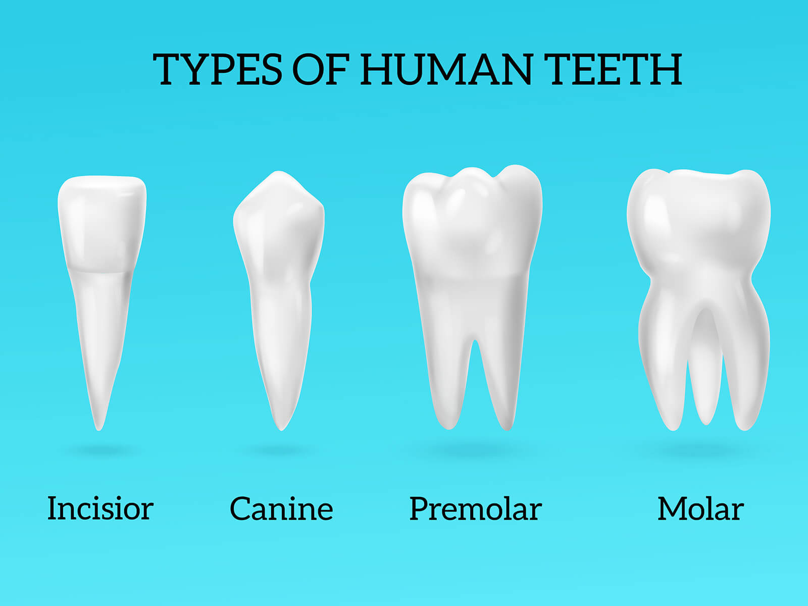 A Simple Guide to The Different Types of Teeth